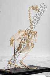  Chicken skeleton 